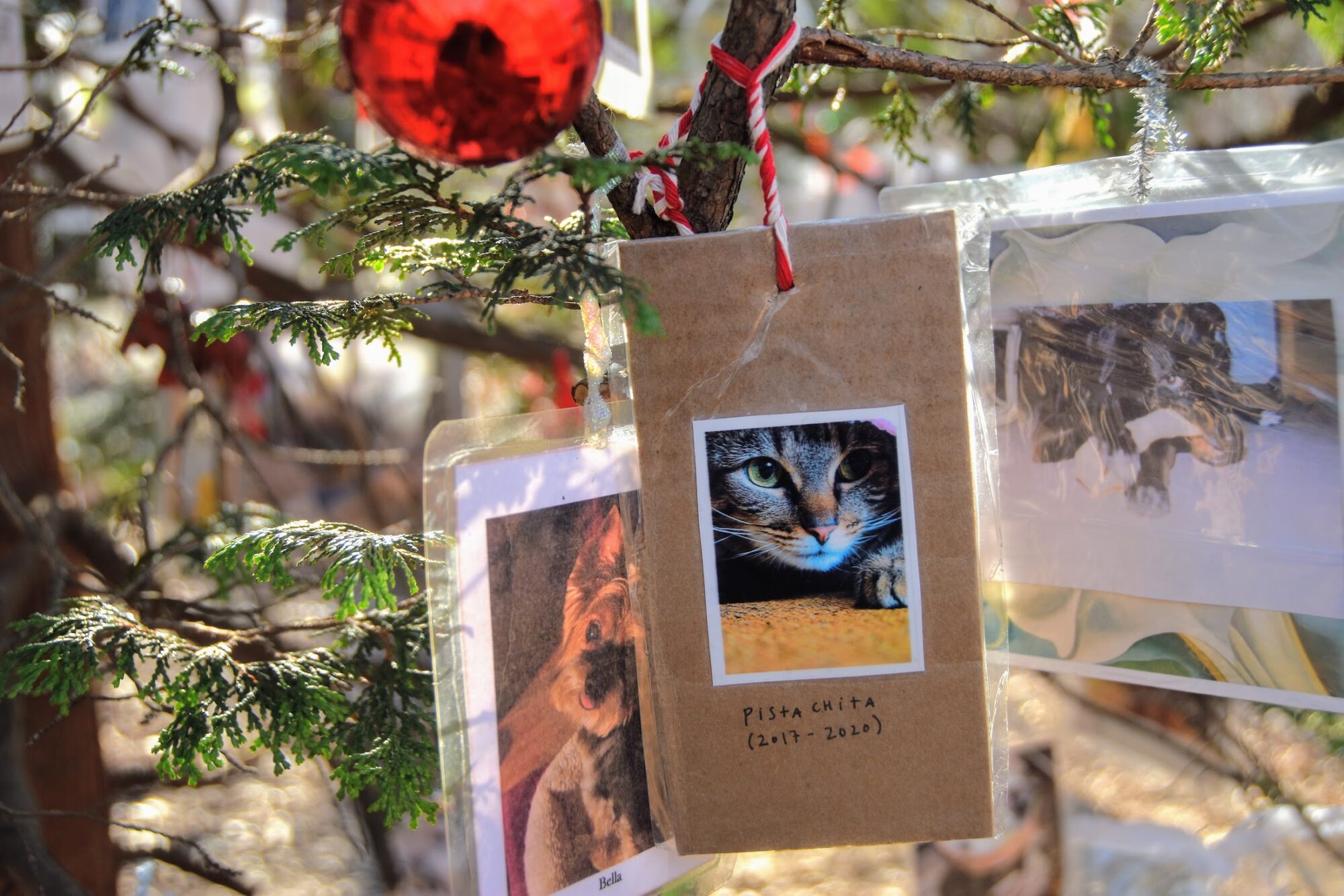 larry-closs-central-park-pet-memorial-christmas-tree-the-furever-tree